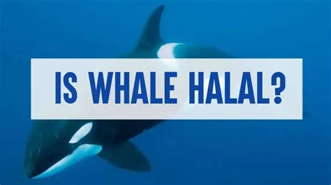 Is Whale Meat is halal?