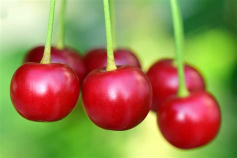 Is White cherry real?