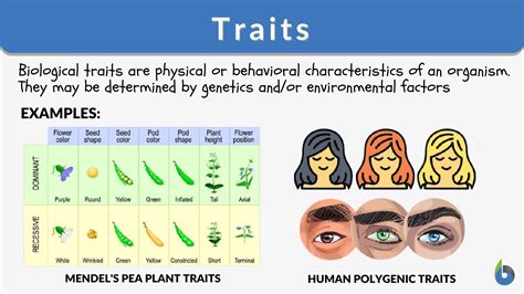 Is Your personality genetic?