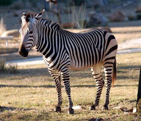 Is Zebra a mammal?