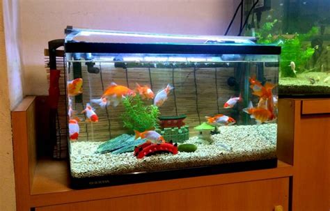 Is a 20 Litre tank big enough for 2 goldfish?