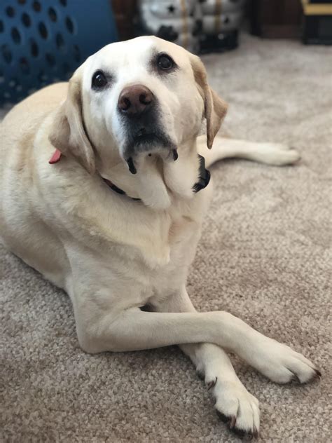 Is a 9 year old Labrador old?