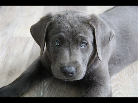 Is a Charcoal Lab a real Lab?