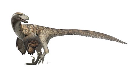 Is a Deinonychus a raptor?