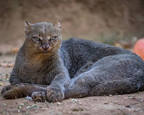 Is a Jaguarundi a cat?