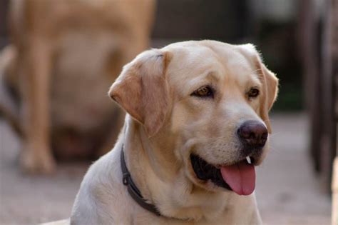 Is a Lab a good first dog?