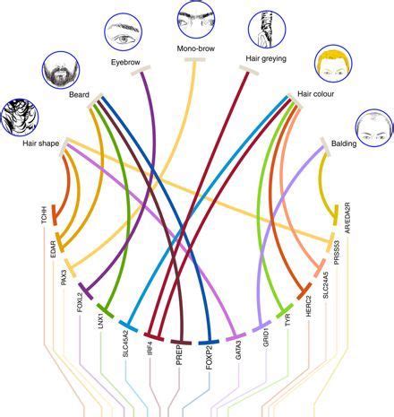 Is a beard all genetics?