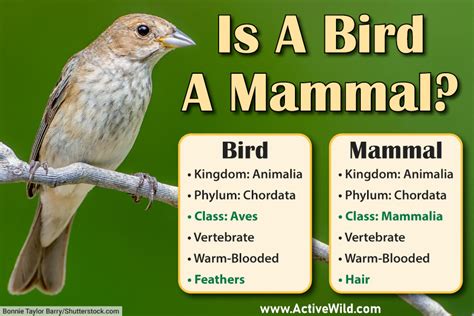 Is a bird a mammal?