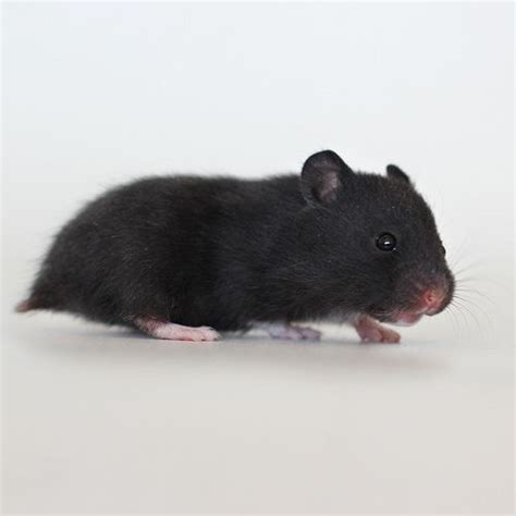 Is a black hamster rare?