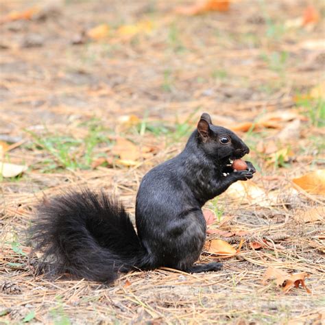 Is a black squirrel rare?