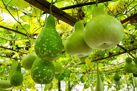 Is a bottle gourd a stem or root?