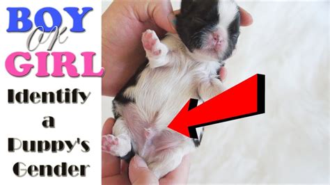 Is a boy or girl puppy better?