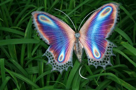 Is a butterfly a true fly?
