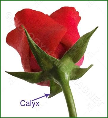 Is a calyx a flower?