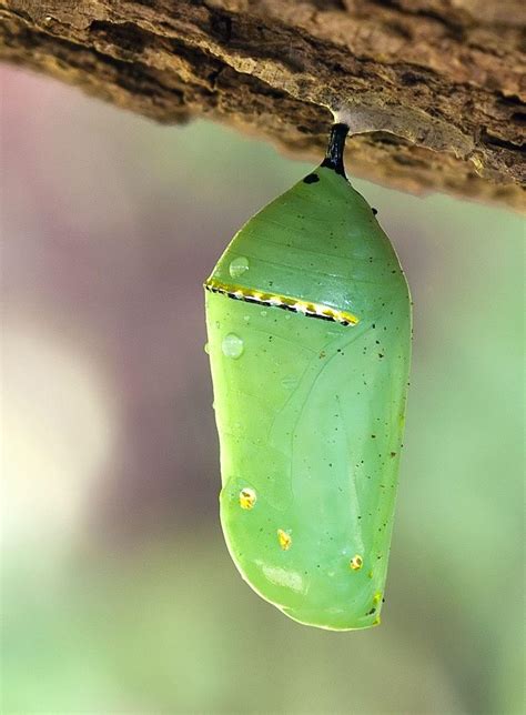 Is a caterpillar in a cocoon?