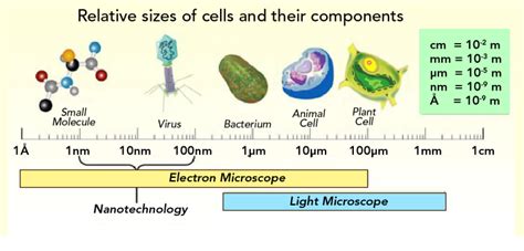 Is a cell smaller than a micrometer?