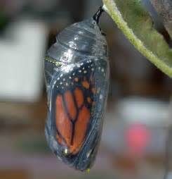 Is a chrysalis a butterfly?