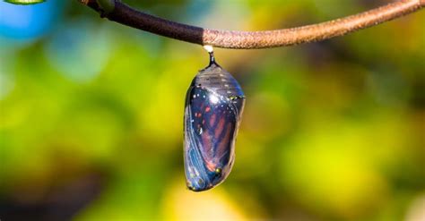 Is a chrysalis a living thing?