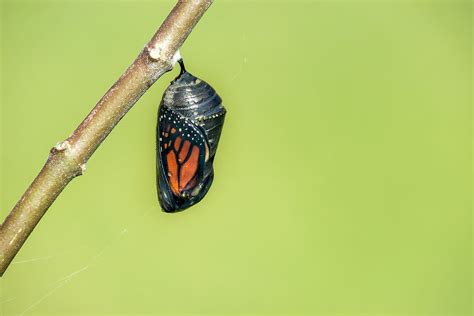 Is a cocoon a moth or butterfly?