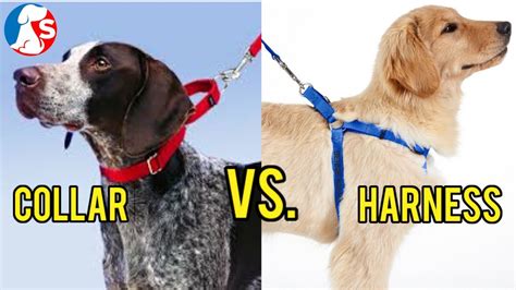 Is a collar better than a harness for walks?