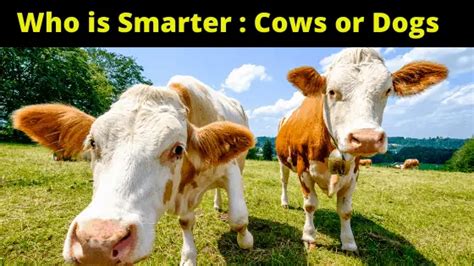 Is a cow as smart as a dog?