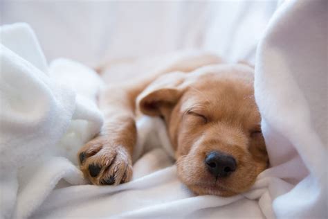 Is a dog happy if he sleeps a lot?