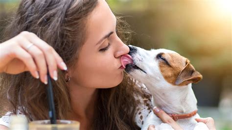Is a dog lick a kiss?