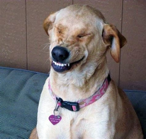 Is a dog sneeze a laugh?