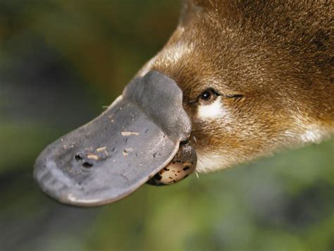 Is a duck a platypus?