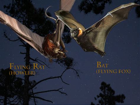 Is a flying rat a bat?