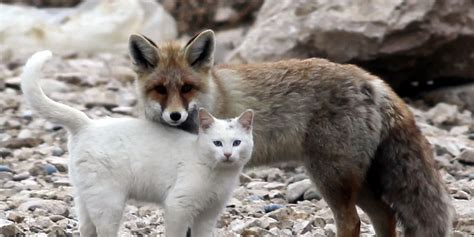 Is a fox a cat or?
