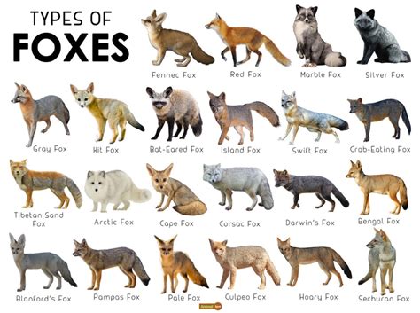 Is a fox a type of cat?