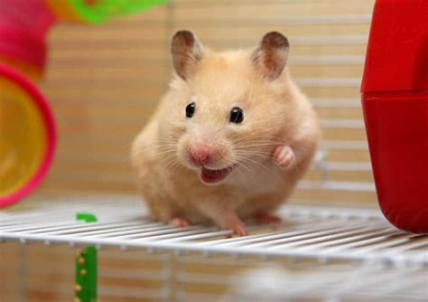 Is a grooming hamster happy?
