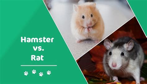 Is a hamster a type of rat?