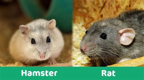 Is a hamster or a rat a better pet?