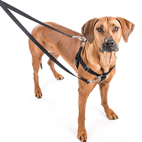 Is a harness good for leash training?