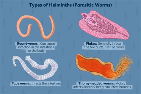 Is a helminth that can infect you when you eat undercooked pork?