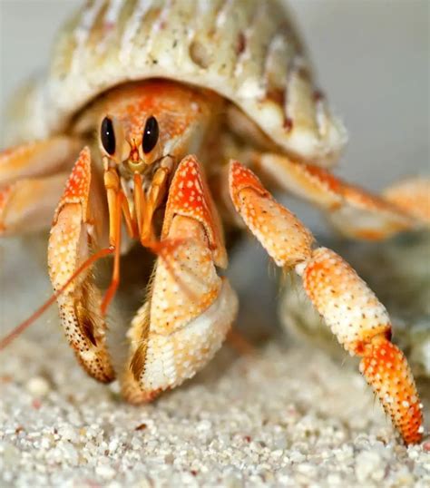 Is a hermit crab born with a shell?