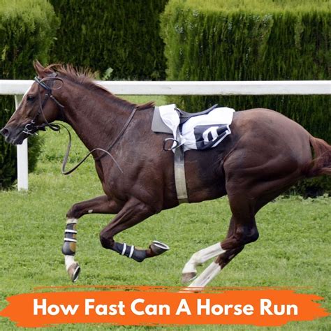 Is a horse runs fast correct?