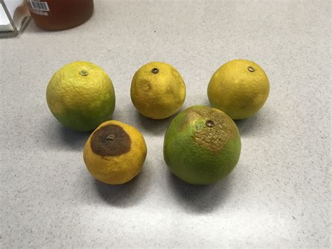 Is a lemon rotting a chemical change?