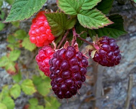 Is a loganberry a raspberry?