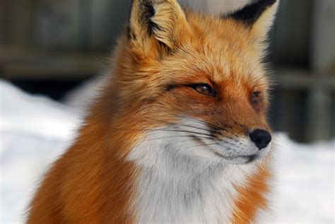 Is a male fox called a Reynard?