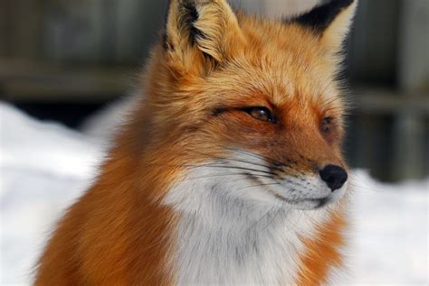 Is a male fox called a dog?