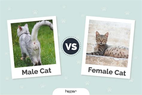 Is a male or female cat better with dogs?