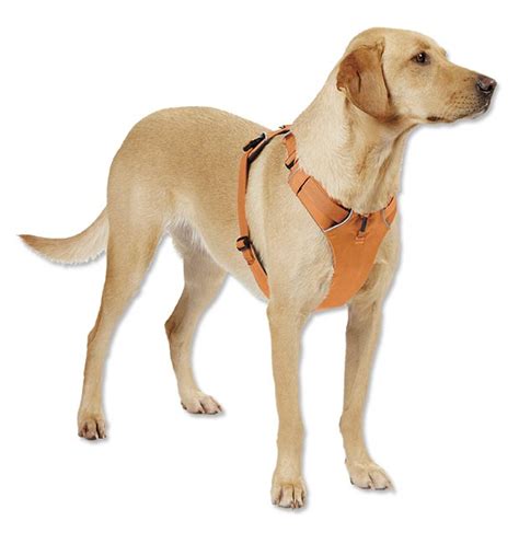 Is a martingale collar better than a harness?