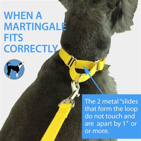 Is a martingale collar cruel?