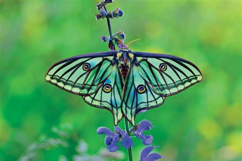 Is a moon butterfly real?