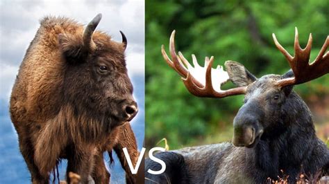 Is a moose or buffalo bigger?
