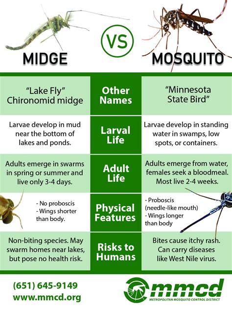 Is a mosquito a parasite or not?