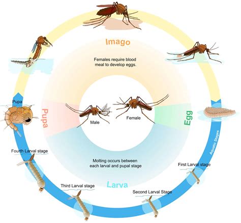 Is a mosquito a protozoan?